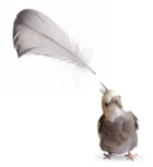 Cockatiel with feather